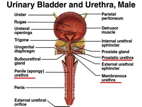 Urinary meatus